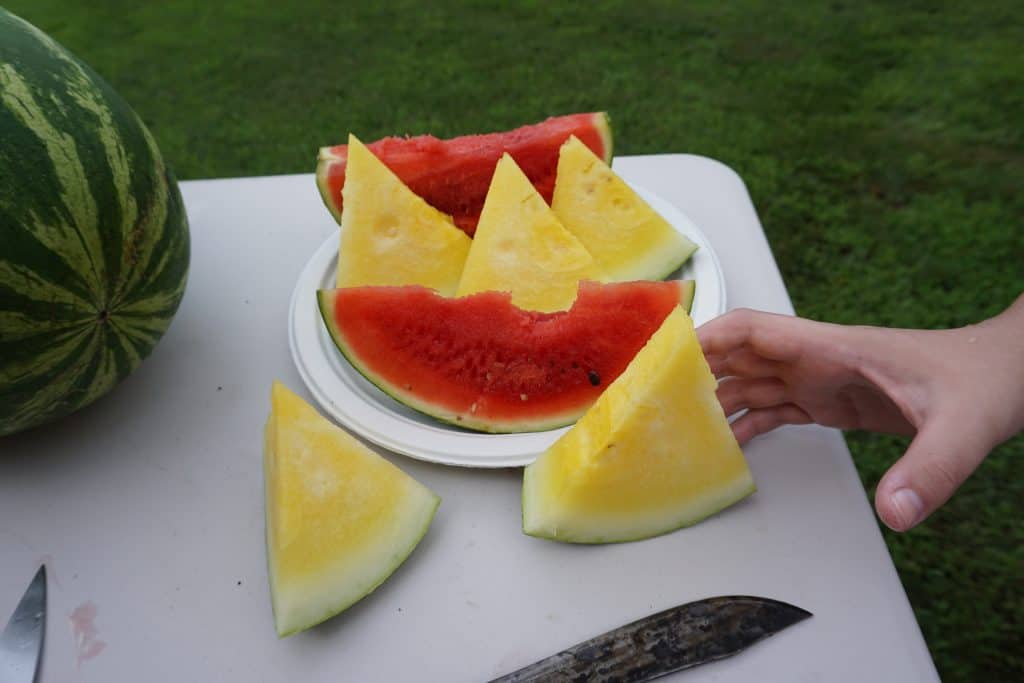 Yellow and red watermelons are my favorite for a picky eater my nephew is stealing one here. 