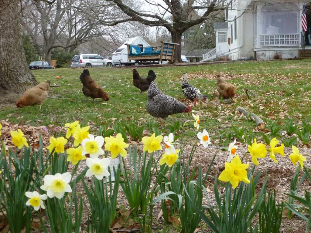 Backyard chickens browsing through a spring front yard with daffodils at an old farm house
