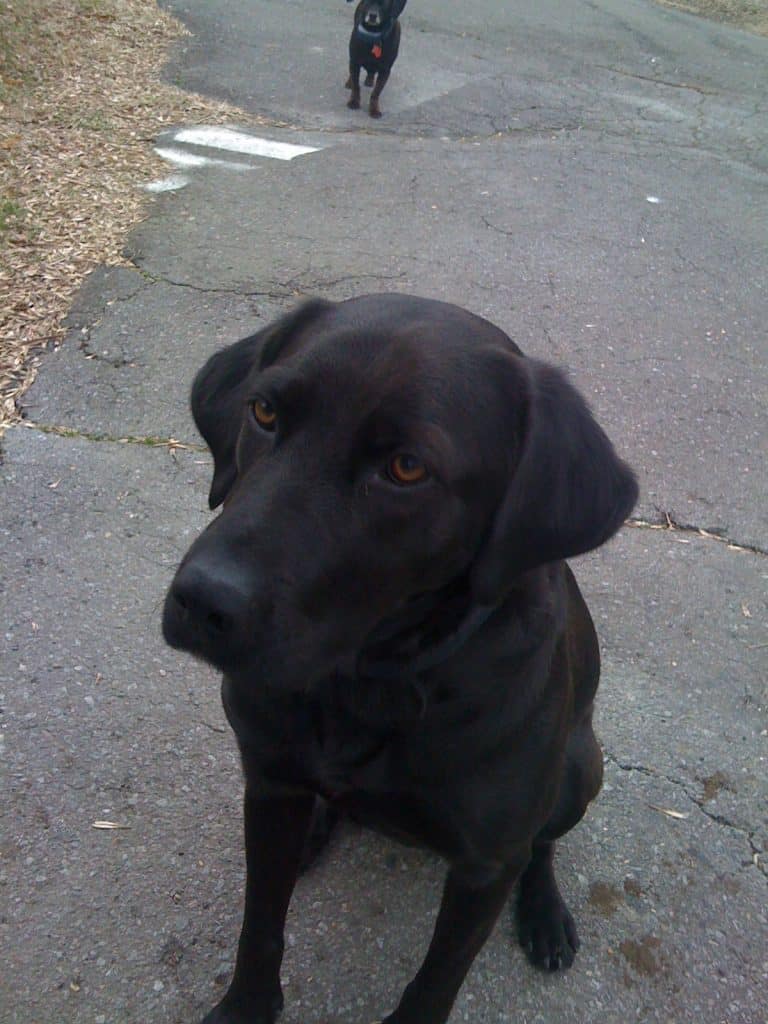 Black Dog with a handsome face Dog Lovers Mommy Blogger Fort Birthday