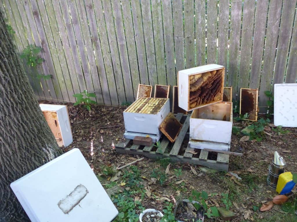 Open Beehives and Super Boxes with wild comb I learned so much bee keeping