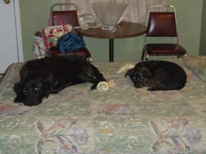Learning how a dog pack operates was amazing. On a hotel bed Large black dog and small black dog. 
