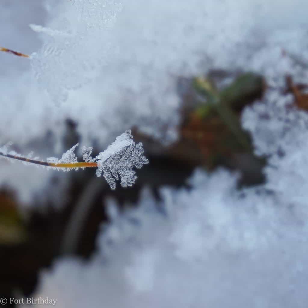 A single flake of frost on a thin branch over snow 
